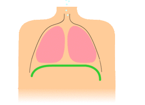 Le diaphragme